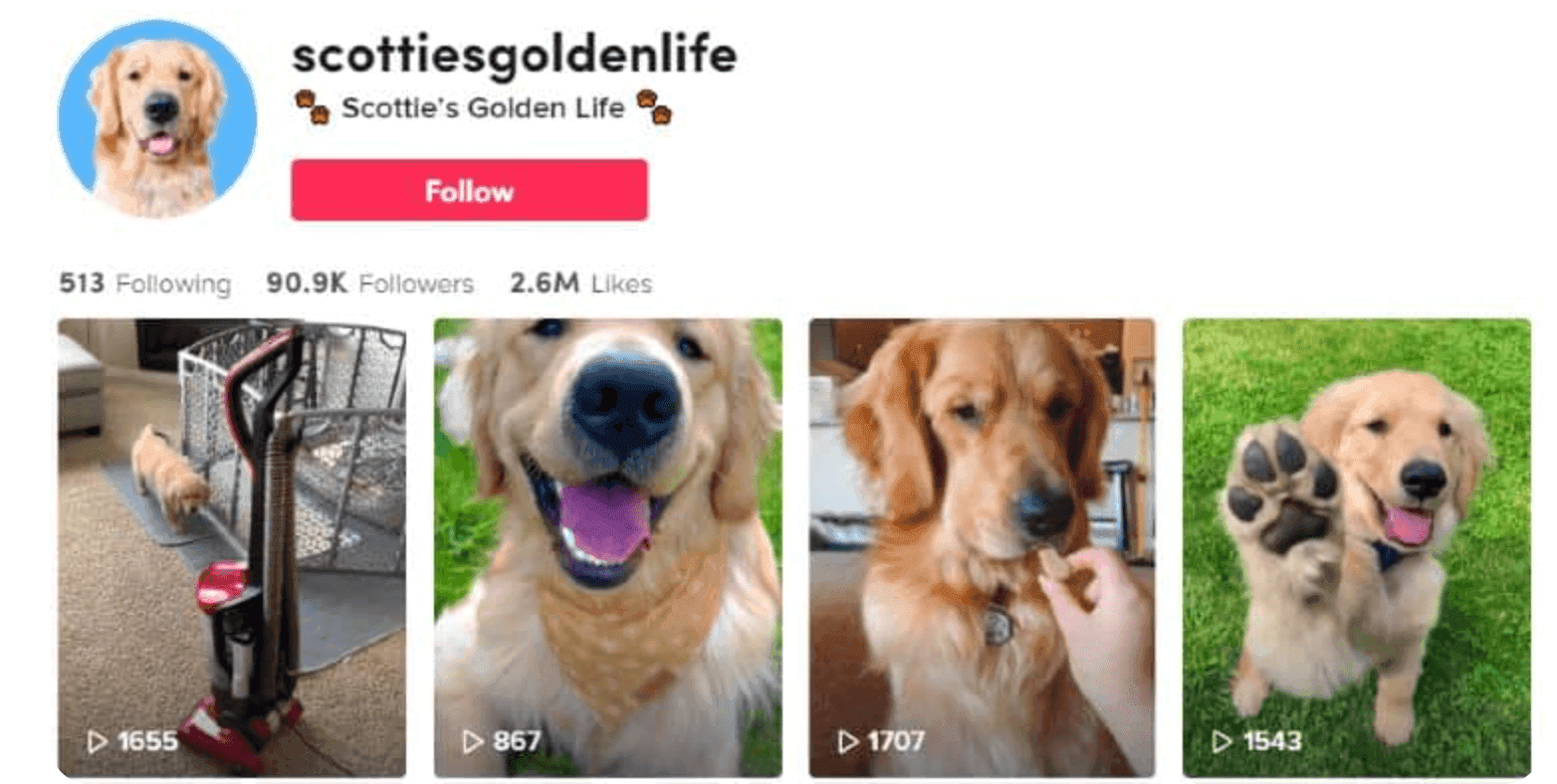 Golden retriever dog TikTok